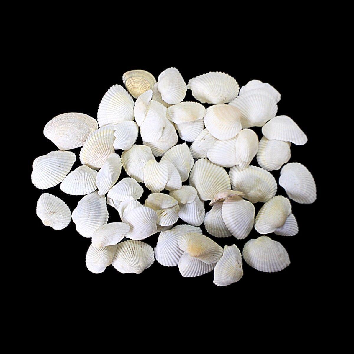 Pack Of Coral Sea Shells Decor Perfect Aquarium Sea Shells 4530 (Large Letter Rate)