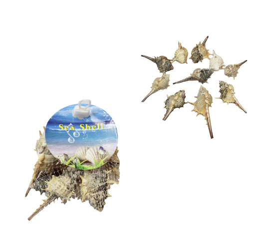 10 Piece Seashells Beach Fish Tank Display Assorted Seashells 4531 (Parcel Rate)p